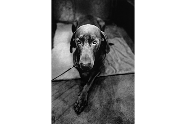 photo Michel Vanden Eeckhoudt portrait d'un labrador
