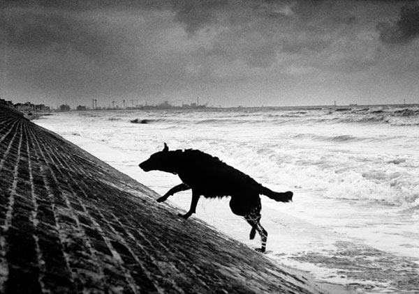 photo Michel Vanden Eeckhoudt chien sortant de l'eau à la mer