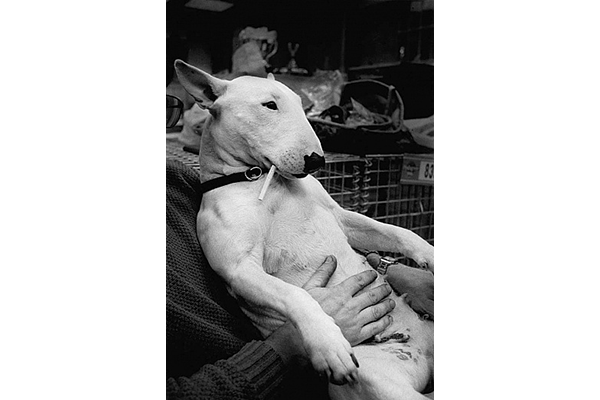 photo Michel Vanden Eeckhoudt chien une cigarette dans la gueule