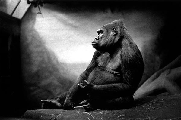 Gorille assis dans un zoo photo Michel Vanden Eeckhoudt