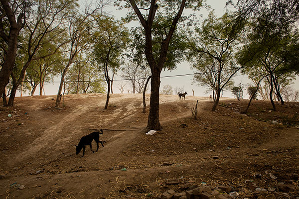 Photographie de Thomas Morel Fort de chiens dans un terrain vague dans le cadre du festival Photographique Influences indiennes à Beaucouzé